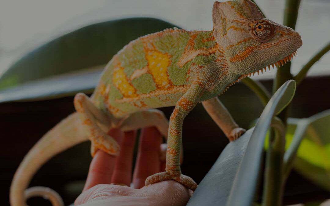 Animali esotici